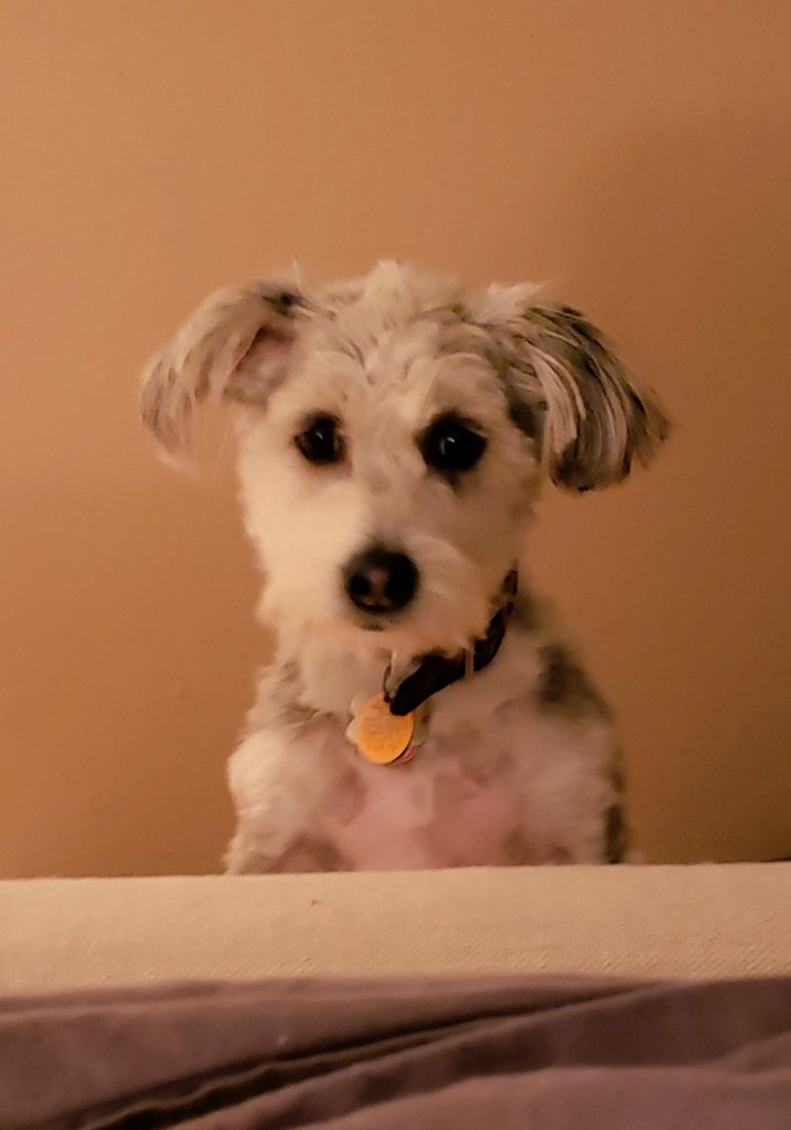 MendoKC's tweet photo. @NARAL I guard my mom and my fluffle from enemies foreign and domestic (USPS, GOP Legislators, Fed Ex, UPS, cats, fox, raccoons, large dogs, lots of potential burglars and car thieves, including very short ones on quick moving bicycles and scooters--dangerous!!!).
#ProChoicePup #Rescue https://t.co/iLjFFUNFht