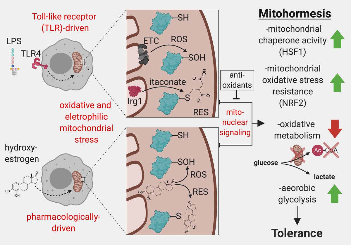Greg Timblin (@gtimblin) on Twitter photo Proud to share our work extending the concept of #mitohormesis, an evolutionarily conserved stress adaptation promoting #longevity and #metabolic health, to the restraint of #inflammation in the mammalian innate immune system! <a href="/NatMetabolism/">Nature Metabolism</a> full-text > rdcu.be/ckZId Proud to share our work extending the concept of #mitohormesis, an evolutionarily conserved stress adaptation promoting #longevity and #metabolic health, to the restraint of #inflammation in the mammalian innate immune system! <a href="/NatMetabolism/">Nature Metabolism</a> full-text > rdcu.be/ckZId