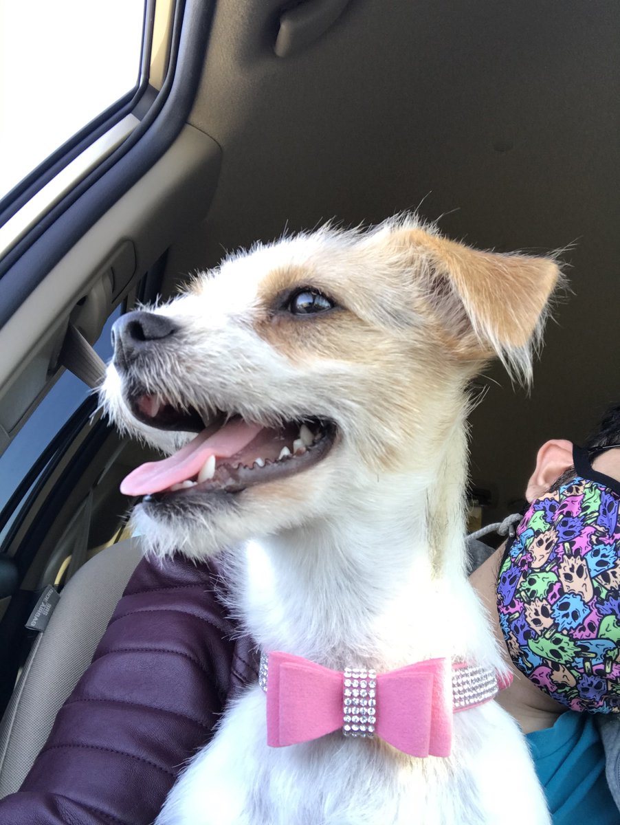 Ketzulo's tweet image. #NationalRescueDogDay Our Momo seems like a completely different dog after just a few months since adopting her; she started out afraid and troublesome, but has slowly become more confident and friendly
As a first time owner, the patience has been worth it