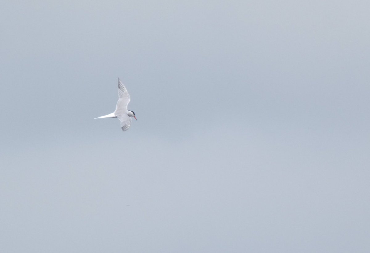 Common tern at rollesby broad <a href="/Natures_Voice/">RSPB</a> <a href="/NorfolkWT/">Norfolk Wildlife Trust</a> <a href="/BirdWatchingMag/">Bird Watching</a> @wildlife_uk <a href="/LumixUK/">Lumix UK</a>
