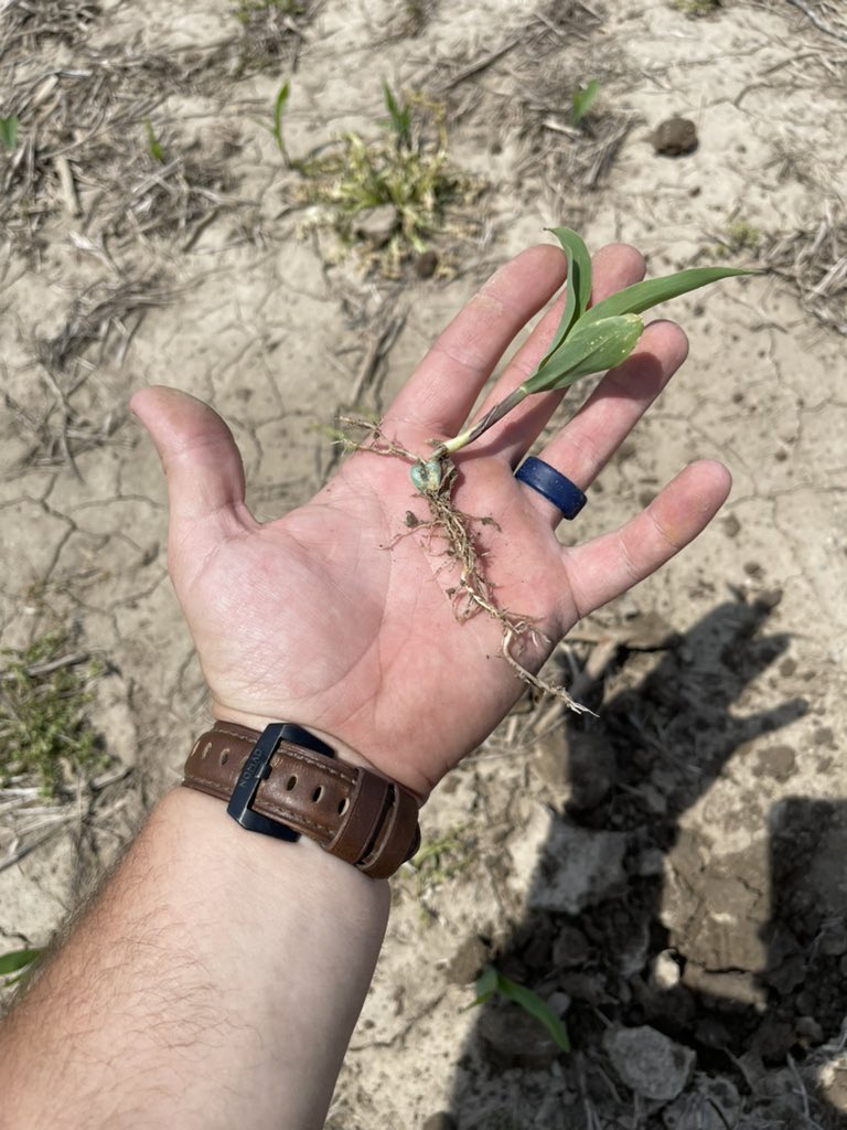 Planted April 27th, sat in the ground for quite some time, honestly thought it was going to have to rip it out Sunday.   Looks at those roots 😍 #maximumfarming <a href="/AgSpectrumCo/">Ag Spectrum Company</a> <a href="/ChannelSeed/">Channel Seed</a>