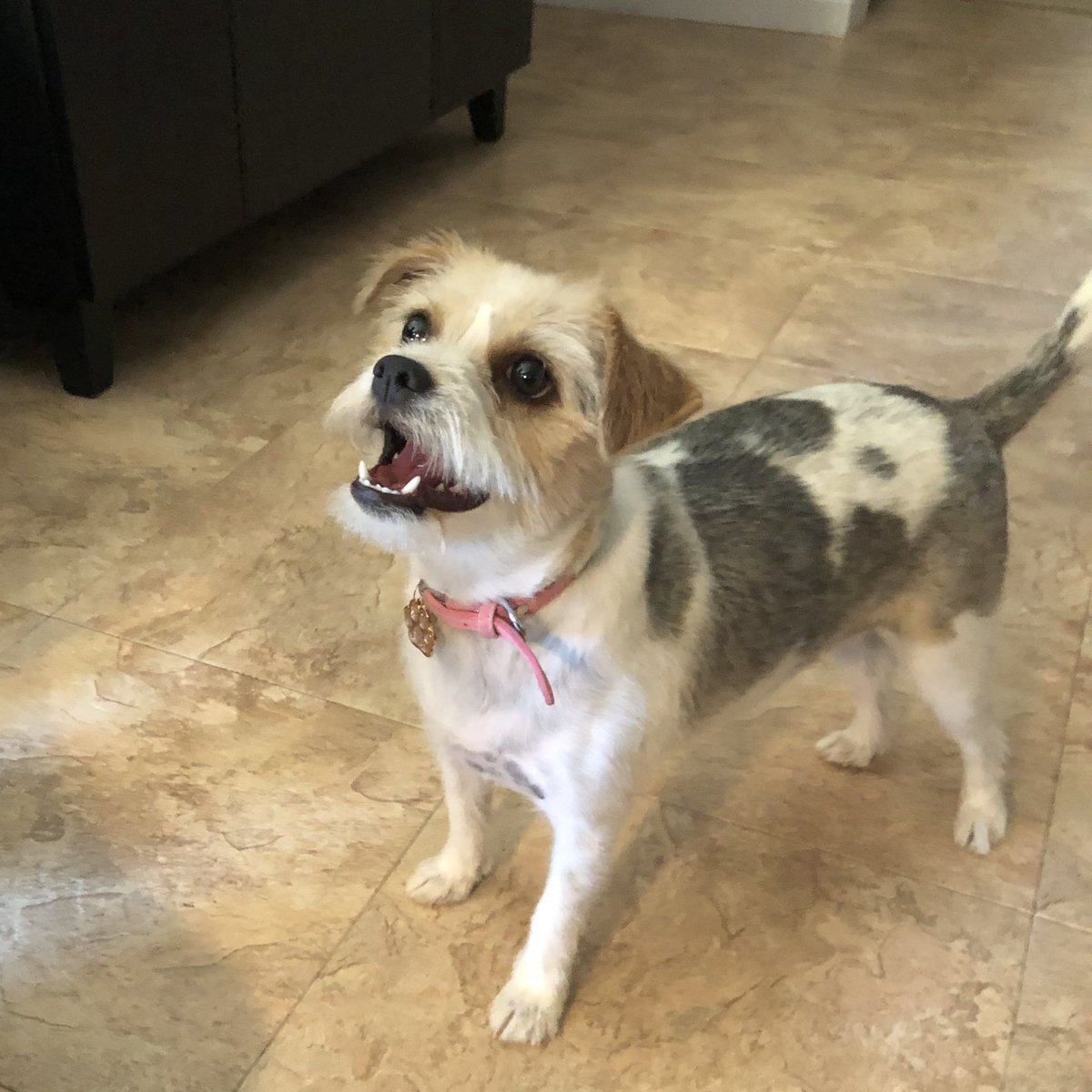 Ketzulo's tweet image. #NationalRescueDogDay Our Momo seems like a completely different dog after just a few months since adopting her; she started out afraid and troublesome, but has slowly become more confident and friendly
As a first time owner, the patience has been worth it