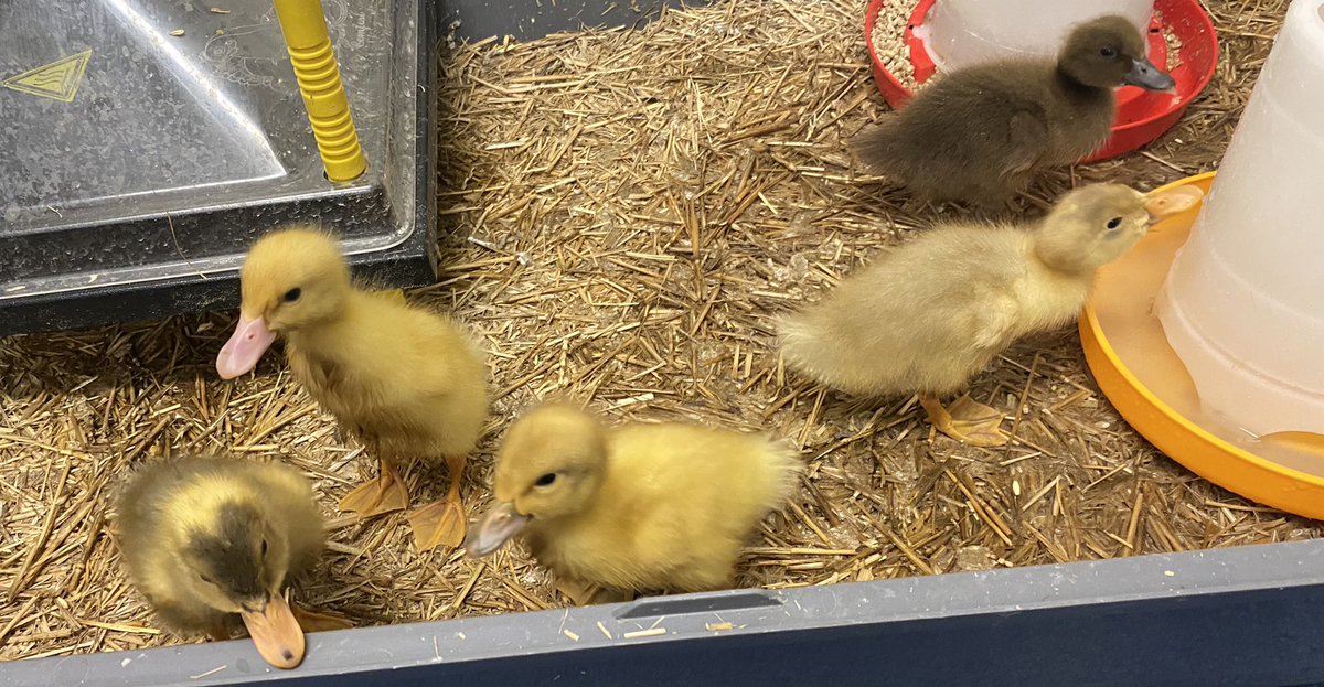 HT_CofE_Burnley's tweet photo. Today in EYFS we said farewell to our friends Boris, Buttercup, Lucky, Knuckles and Popcorn. The children wrote their own goodbye notes to the ducklings. We have loved looking after them and watching them grow! 🦆 https://t.co/qRczNpW7Wx