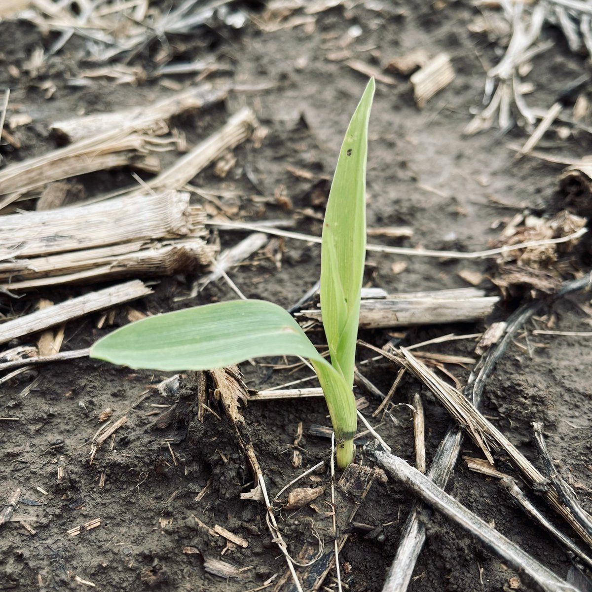 HeftyWestPoint's tweet photo. H6524 is looking very promising! Planted April 30, 2021 north of Dodge, NE. #heftyseed https://t.co/UrVhBaL2c9