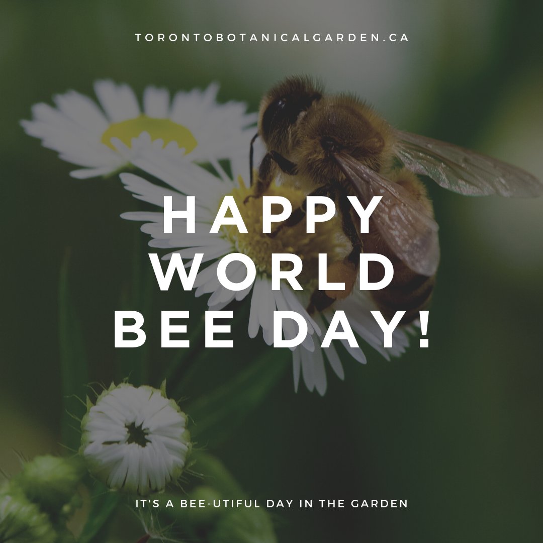TBG_Canada's tweet image. Happy World Bee Day! 🐝 A pollinator garden is full of surprises. Helen Battersby teach you how to keep your pollinators happy in her online talk; Gardening for Pollinators: Bees, Butterflies, and Beyond! June 21, 7 p.m. Sign up today! #worldbeeday
bit.ly/3f2hLMM