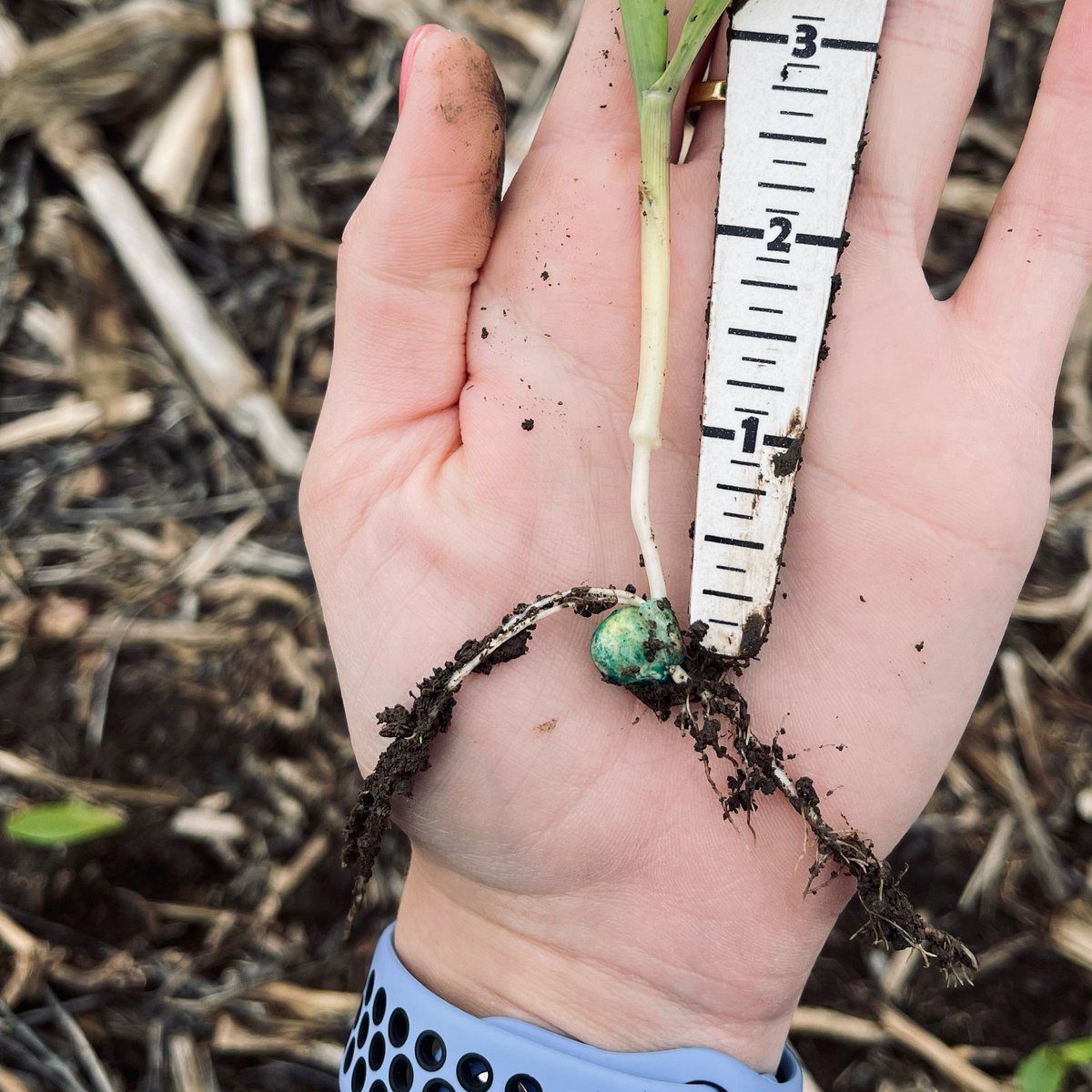 HeftyWestPoint's tweet photo. H6524 is looking very promising! Planted April 30, 2021 north of Dodge, NE. #heftyseed https://t.co/UrVhBaL2c9