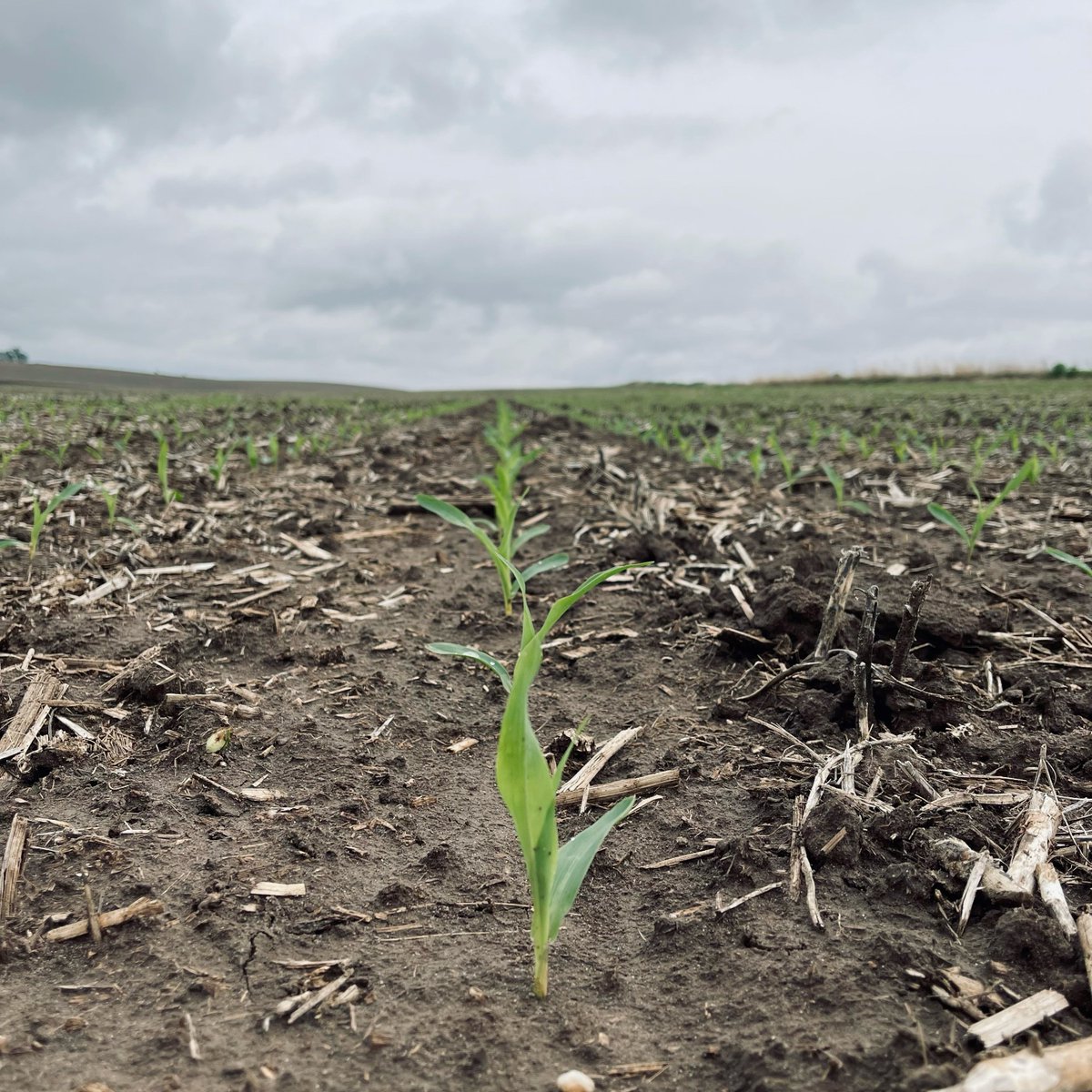 HeftyWestPoint's tweet photo. H6524 is looking very promising! Planted April 30, 2021 north of Dodge, NE. #heftyseed https://t.co/UrVhBaL2c9