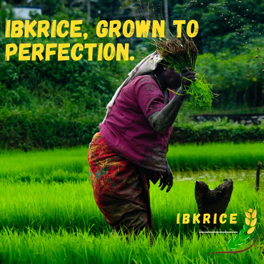 IbkRice's tweet photo. IBKRice was founded on our promise to produce rice that is more nutritious and organic than anything else found on the market. 

Place your order : https://t.co/04WQ73q51t

#IBKRICE #HEALTHYRICE #health #tastyfood #EARTHDAY #organicfoods   #organicfarmer #healthypeople https://t.co/JFUOFPg0js