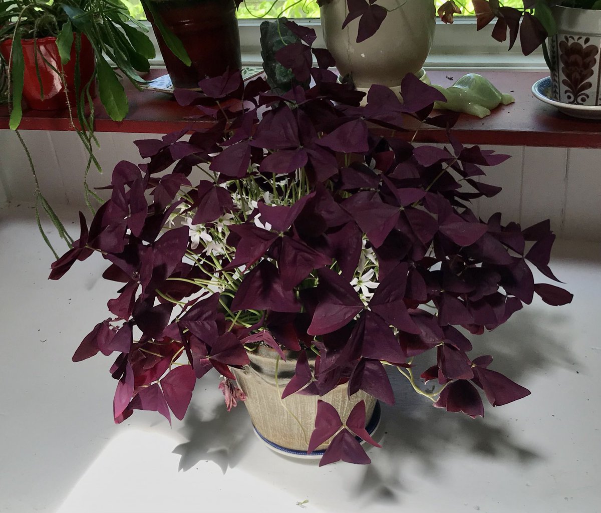 My Purple 💜 Oxalis plant 🪴 is so psyched 😃! ☀️ 🌱 #HousePlants #HappyPlants