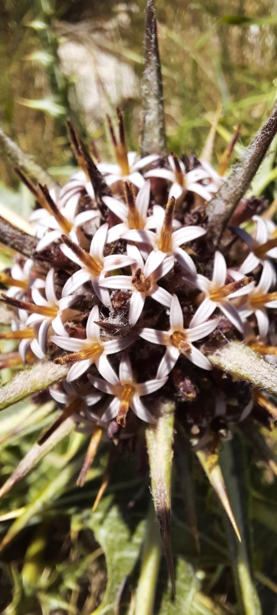 Adıyaman dağlarının şifalı sakızı KENGER çiçeği (Gundelia tournefortii)