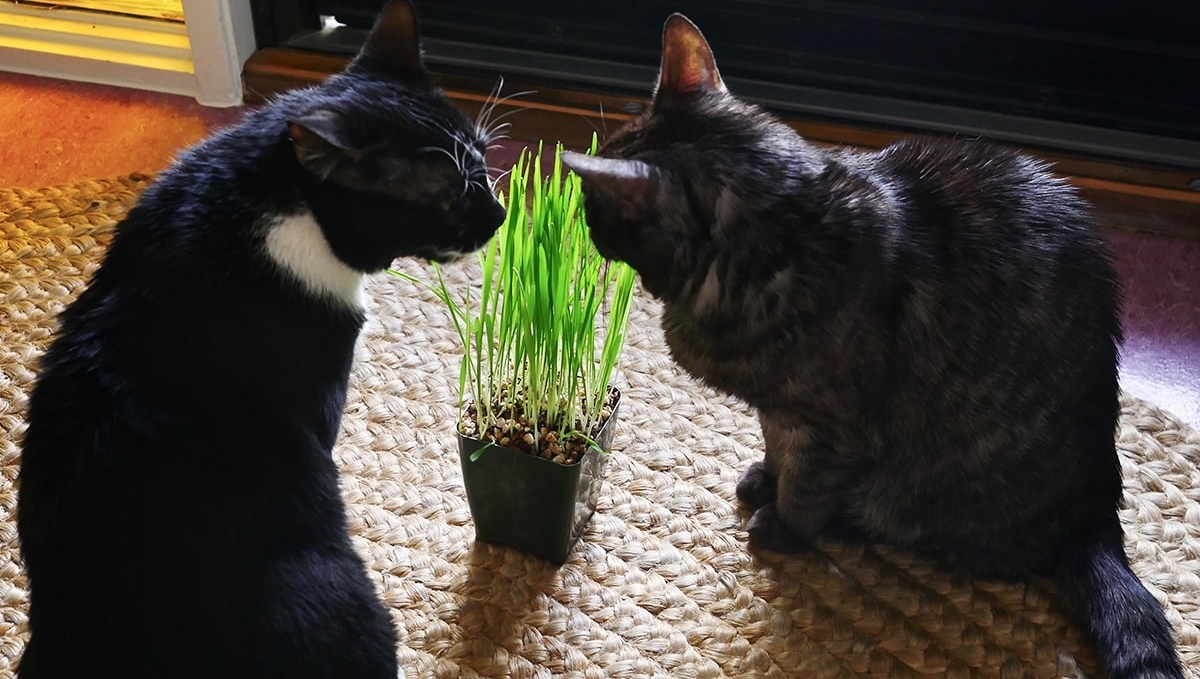 Want to treat your cats to homegrown cat grass? I'll show you how to do it. 🐱🌱

From seeds to finish, the process only took 10 days!

Click below to learn more about growing cat grass from seeds. 

joyusgarden.com/how-to-grow-ca…