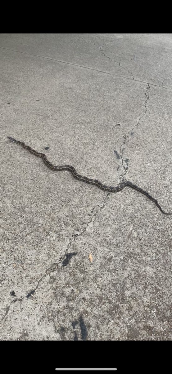 corbydavidson's tweet photo. Our neighborhood snake. What kind is it? https://t.co/Z54mJd2akF