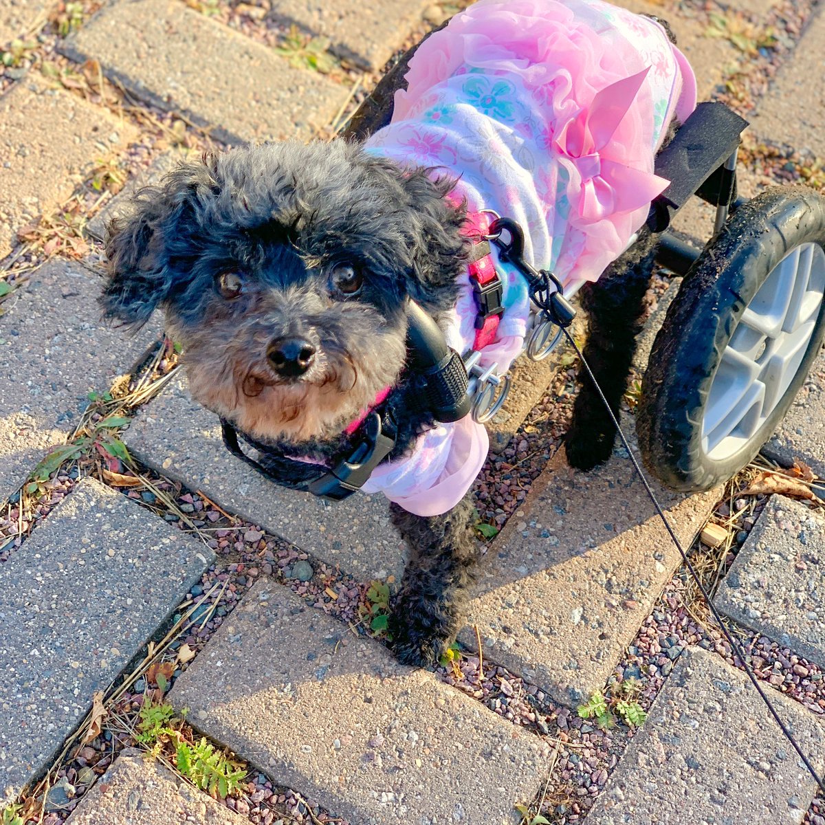 BabySavers's tweet photo. Adopting Jersey was the best decision of my entire life. No exaggeration. #NationalRescueDogDay https://t.co/Z9NqrA5CLI