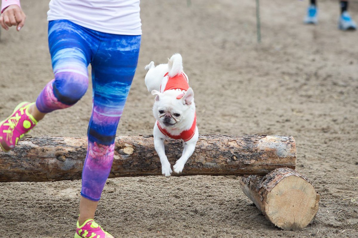 GidgetsFanPage's tweet photo. Throwback Thursday When Momma &amp; I Had A Unique Experience Racing In The Purina Incredible Mountain Dog Challenge In Colorado Woot!!!! 😄😝😘🤙💖
#pugscanfly 😝🐾 
@Carson_Events @ProPlan @Purina 
#mountaindogchallenge #whitepug #surfpug #purina #dogchallenge #pug #carsonevents https://t.co/IJLVQRnHqz