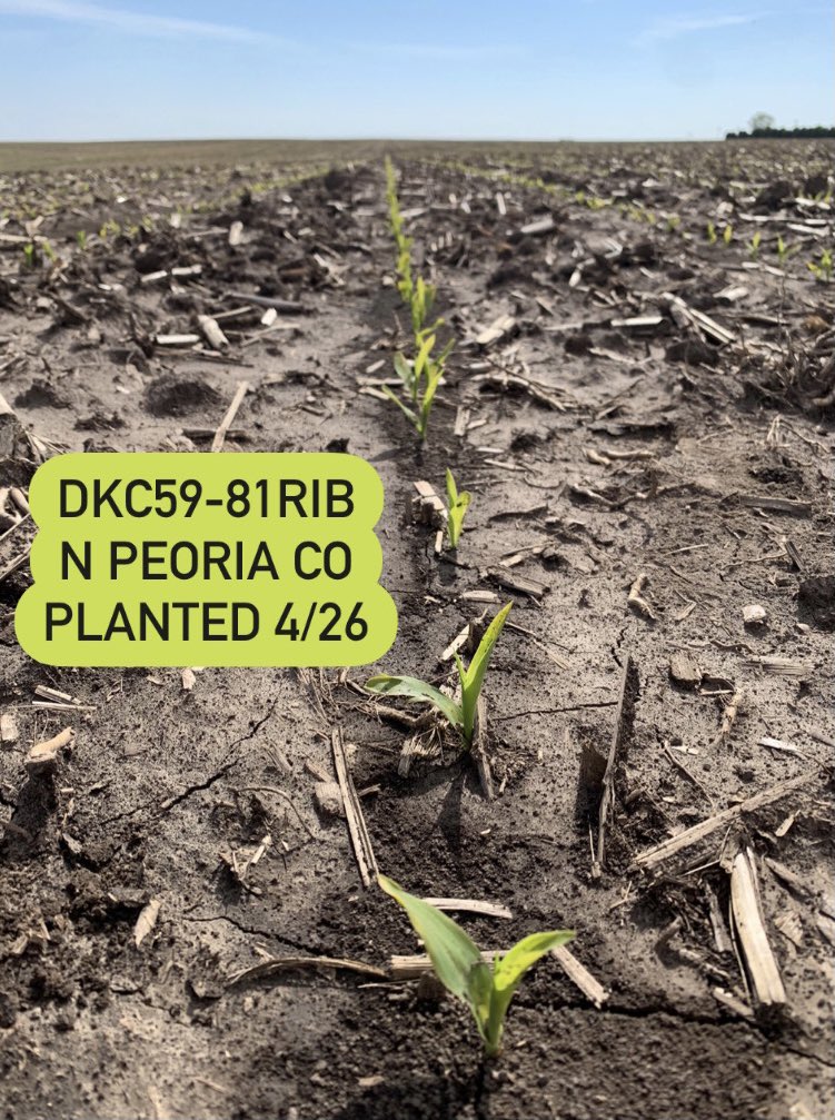 There’s no competing with DKC59-81RIB and DKC59-82RIB’s best in class emergence!🏆🌽#WinningHasRoots #DEKALB