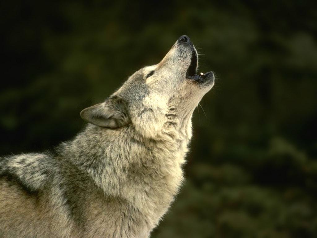 AdvocatesWest's tweet photo. Join our Social Distancing Hour webinar on 5/26! "Wolves in the West" – with panelists from Advocates for the West, Kettle Range Conservation Group, Western Watersheds Project and Living with Wolves. https://t.co/5bTo3KTFD2

#wolvesinthewest #protectpredators #trophiccascade https://t.co/n7CQLW0YPR