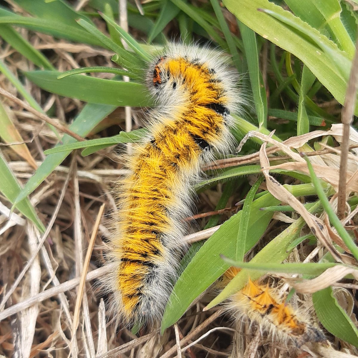 The Grass Eggar #Caterpillar; spotted by our #Rangers this week in its different colour variations here in #Scilly 🐛 These two 'floofs' were seen on @stmartinsscilly; aren't they beautiful? 🐛 Nationally Scarce in the UK & predominantly found in the South West. 📷Ranger Darren
