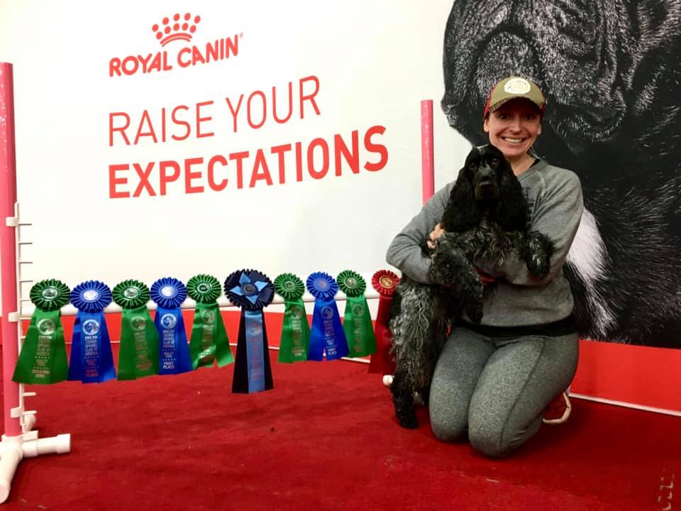 RoyalCaninRing's tweet photo. On this #ThrowBackThursday we're doing some bragging! 

In April we had Allison and Birch come to visit for the #CockerSpaniel National Specialty and we could be more proud of how they performed! 

Have any #Furbaby brags to share? Reply with your proud moments! https://t.co/05obuPMHQE