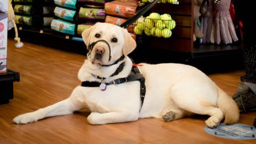 bark collar pet valu