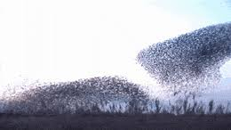 bionicanadian's tweet image. #vssDreams
Turning starlings
how does this murmuration of nature
hold it's pattern tight?
a concerto of swirls
sky flowing winged acrobatics
of onyx... feathers
rising stars, falling, floating...waiting
they made me take notice
they're magic... and the air
the stage they play on