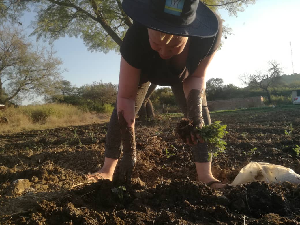 #ClimateAction + #SustainableLivelihoods today was refreshing for me, we took a risk of planting 500 Rodate tomato plants, and 1000 cabbages, the project is aimed at helping vulnerable people with albinism in rural areas with lotions whenever they need them. #AlbinismKonect