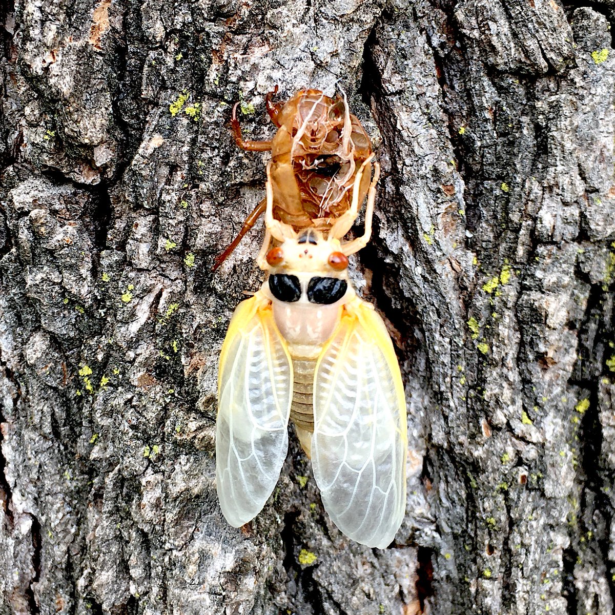 Snapped some shots of our friendly neighborhood #BroodX cicadas this week. Newly molted from its exoskeleton, this nymph is waiting patiently for its body to harden and darken, hoping to scare off predators with its "Ray-Ban" spots. #cicadas2021 #entomology
