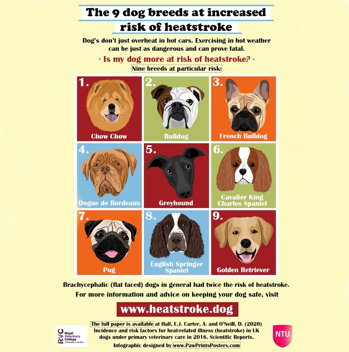 DrEllenKinzl's tweet photo. The warmer weather is great - but, like people, dogs can suffer from heatstroke, and some breeds are more vulnerable than others.
.
.
#protectyourpets #summerpets #pethealth #veterinarian #torontodogs #hotdogsummer https://t.co/WtKfcVqtOv