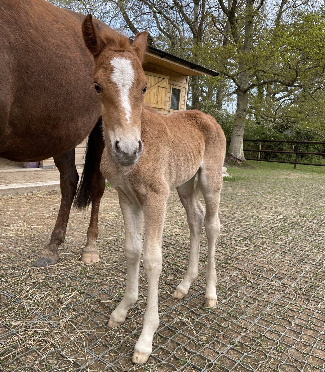 Clerking took a back seat today and it was commoning all day #realnewforest my first homebred foal, a gorgeous filly 😍