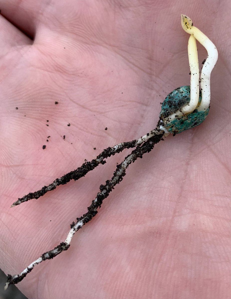 tony weis tweet media