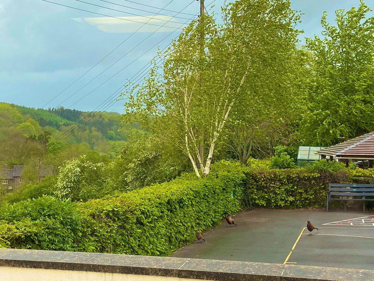 UpperArleyPrimary tweet media