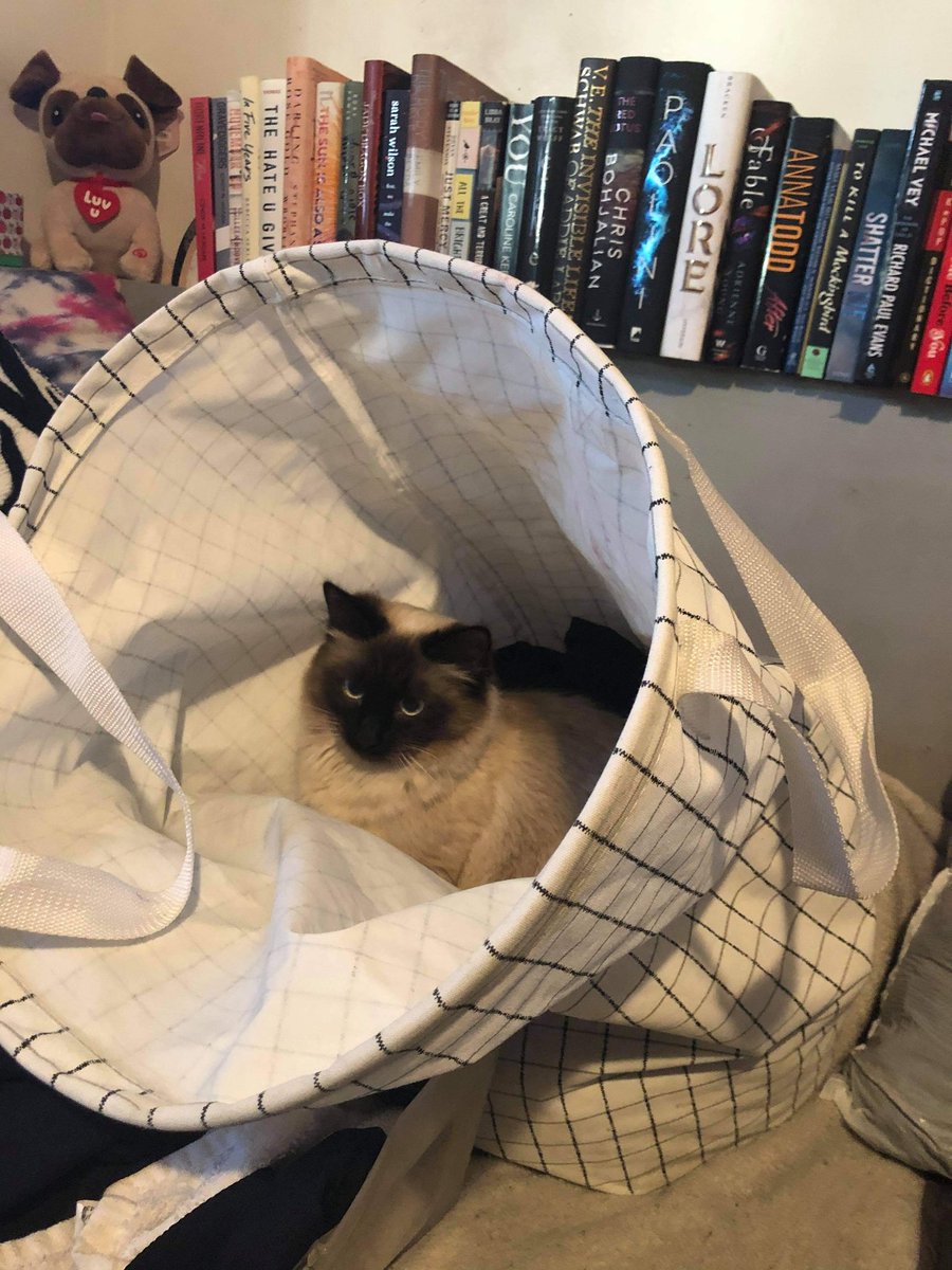 themoonscalling's tweet photo. @bangtan0tsev She also loves sitting in my laundry basket 😂 https://t.co/HJGKY4siMG