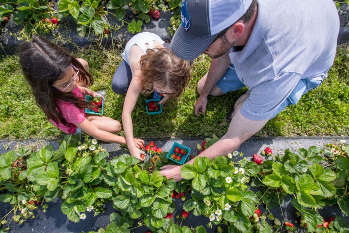CityofVaBeach's tweet photo. 🍓We may not be able to enjoy the Pungo Strawberry Festival this year, but you can still pick your own berries. Short on time? Head over to the VB Farmers Market for a great selection! Here's a list of strawberry producers (scroll down): https://t.co/KG0fmGIZXQ https://t.co/CS2sAwxTU9