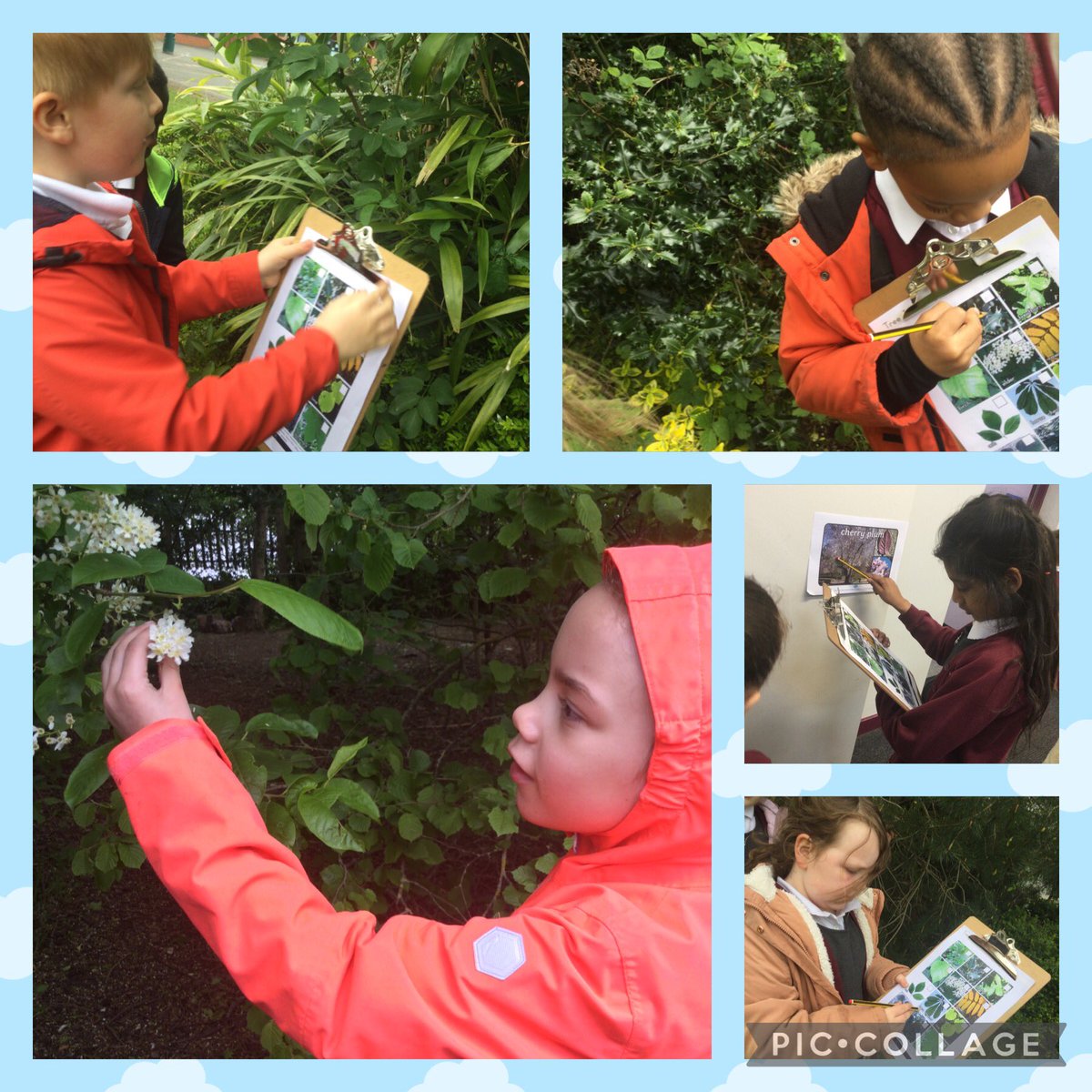 MrEvansT's tweet photo. A lovely blustery discovery walk and some very engaged and inspired little people this afternoon! What more can you ask for?! We have a healthy variety of trees around school that’s for sure! #science https://t.co/blrJpVlWYa