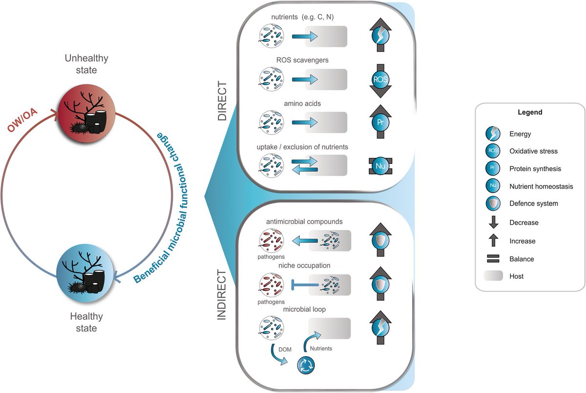 Great overview by <a href="/AIMSatJCU/">AIMS@JCU</a> PhD student Emma Marrangon on microbiome‑mediated mechanisms contributing to environmental tolerance of reef invertebrates rdcu.be/ckW6B