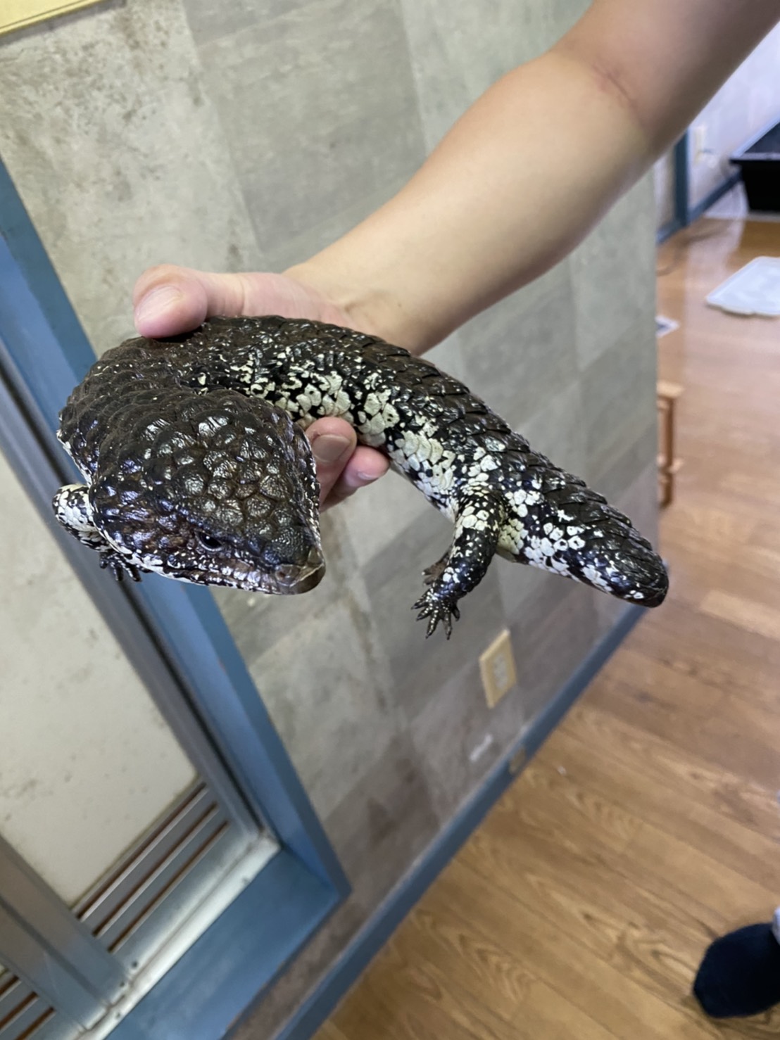 Global Animals マツカサトカゲアスパー ペア アデレード産 左の写真がメスです 150万円 税込 バラ販売も可能です その場合1匹80万円 Dmまたはお電話でお問い合わせ下さい マツカサトカゲ T Co Vfck1b3jaa Twitter