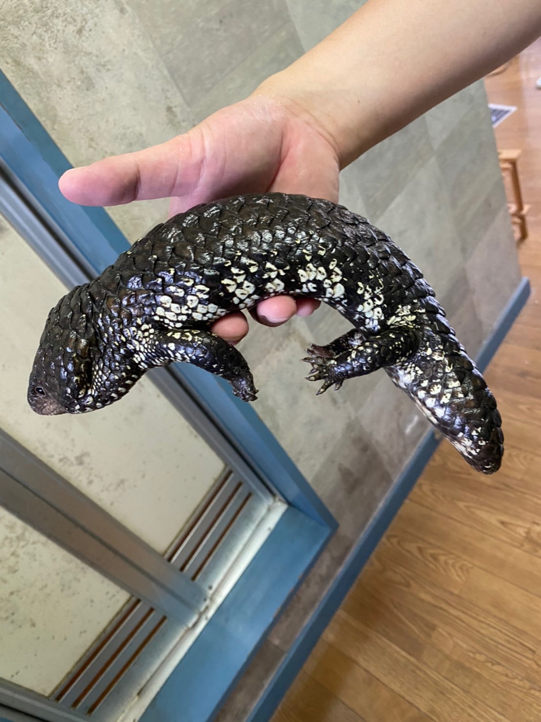 Global Animals マツカサトカゲアスパー ペア アデレード産 左の写真がメスです 150万円 税込 バラ販売も可能です その場合1匹80万円 Dmまたはお電話でお問い合わせ下さい マツカサトカゲ T Co Vfck1b3jaa Twitter