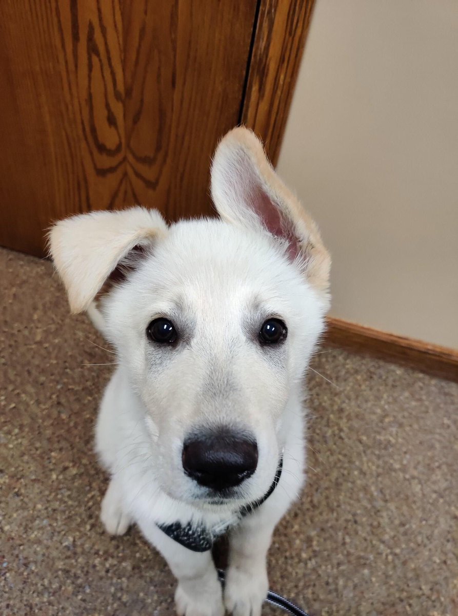 DelphosAnimal's tweet photo. Meet AKC registered "Prince Bearly Splattered" OR more affectionately known as "Splat!"  Doesn't this 10 week old German Shepherd have the cutest name AND the cutest ears that appear as though they were “splattered” with gold dust?!? https://t.co/JngXcFVr2S