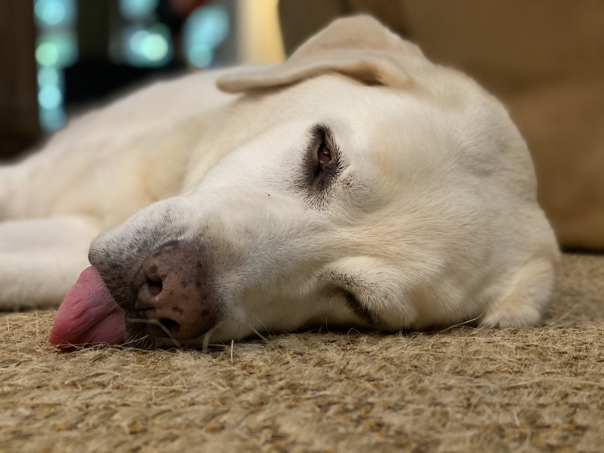 GlanManinGA's tweet photo. Max the wonder dog post dinner Kibble Coma.. #Kennedogs https://t.co/D83DbVM0YD