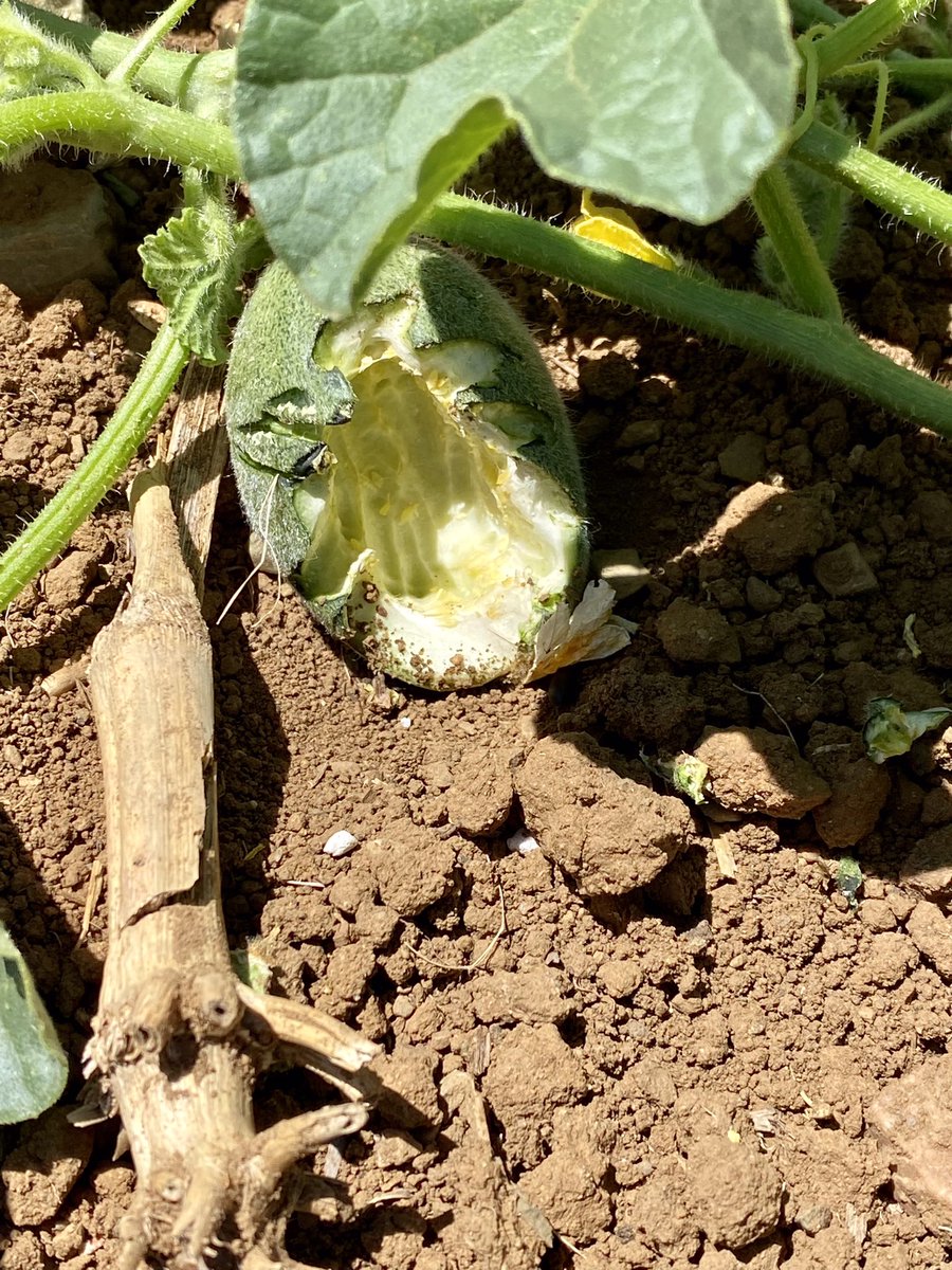 Westside Farmer tweet media