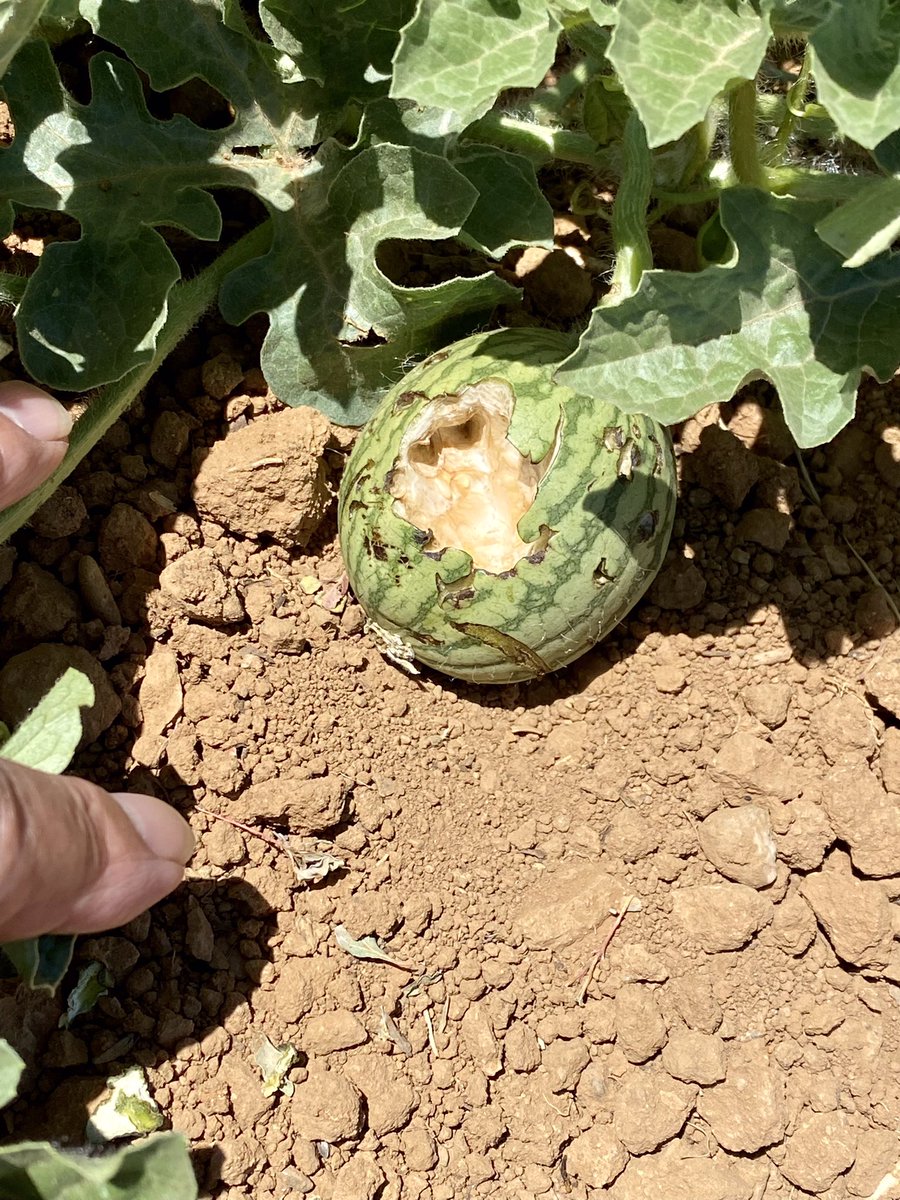 Westside Farmer tweet media