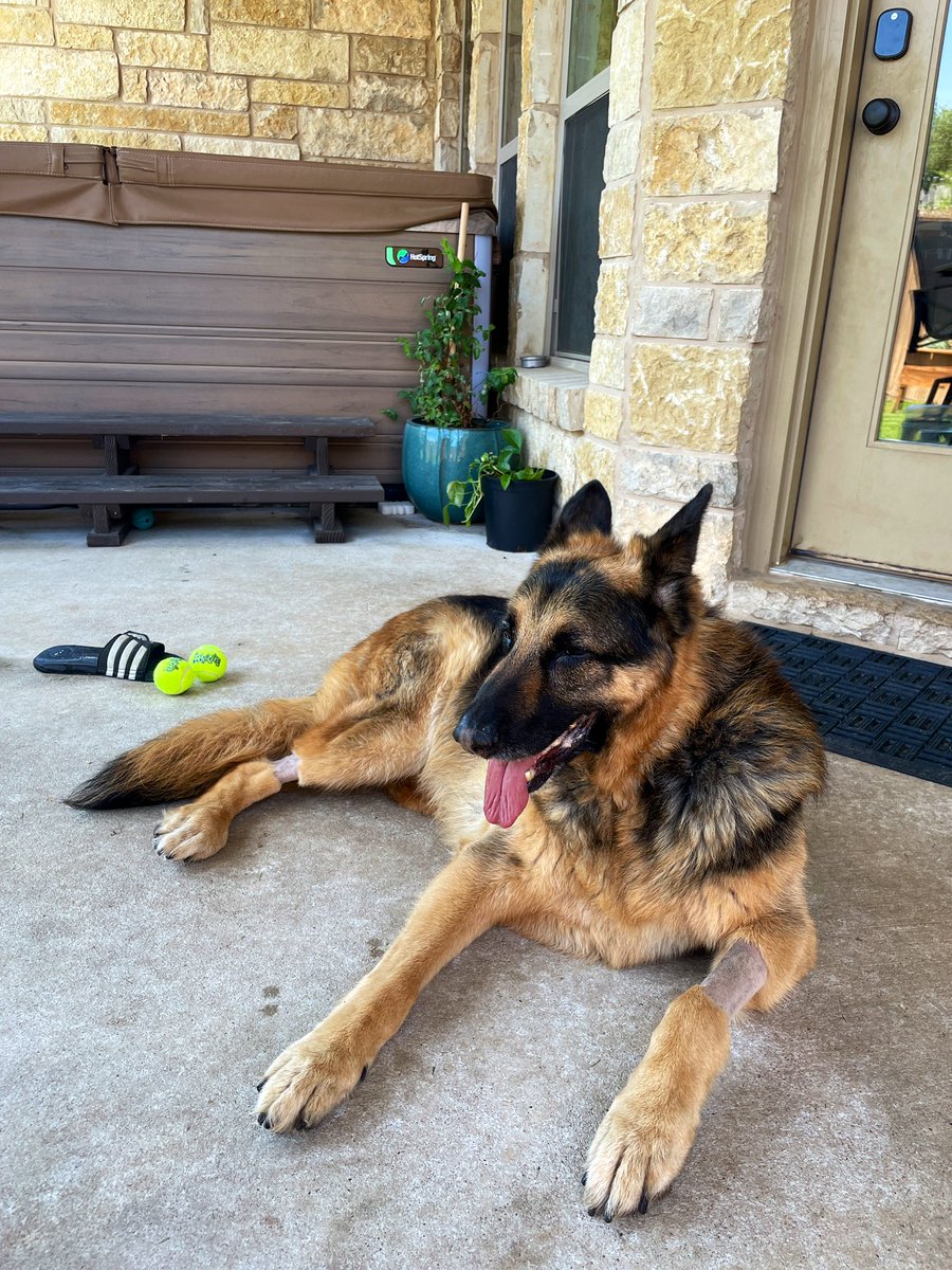 malenatudi's tweet image. Good news, MRI shows no tumor 

He will be on seizure meds from now on and I hope we never have to experience that again 

Steak for dinner for this boy