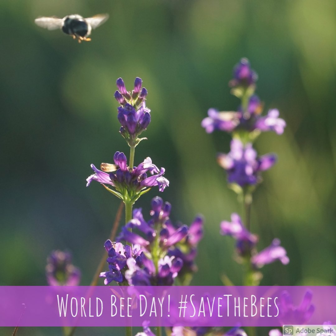 Happy World Bee Day! 
Here at Fort Ross, Honey bees find the coast climate too cool, but bumble bees, Bombus voznesenskii, thrive! They were named for Russian scientist I. Voznesenskii who visited Fort Ross in the 1800s. 

#SaveTheBees #WorldBeeDay #BeeDay #fortross #BumbleBee