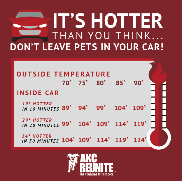 akcreunite's tweet image. Warmer weather is on the way and hot cars are extremely dangerous. Never leave your pets in a parked car! Even if you leave the car running, pets find a way to roll down the window and escape! #hotcars #pets #keeppetssafe