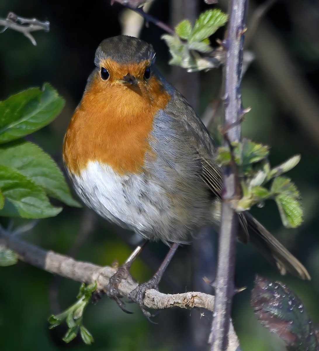 CarlBovisNature's tweet photo. Just a Robin. 😊🥰🐦 https://t.co/eMKBPYL6zW