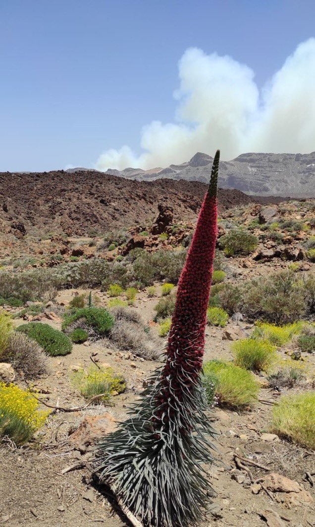 Yendy_Hernandez's tweet photo. El #IFArico afecta al espacio protegido de #ElTeide, lejos de viviendas.

La zona de #ElVuelo, cerca de #Fasnia, origen de las llamas.

Afectada la pista #ElContador, una zona de #Senderismo, caza y área recreativa.

La prioridad es evitar la entrada del fuego en #BarrancoDelRío. https://t.co/H5RvelTDNG