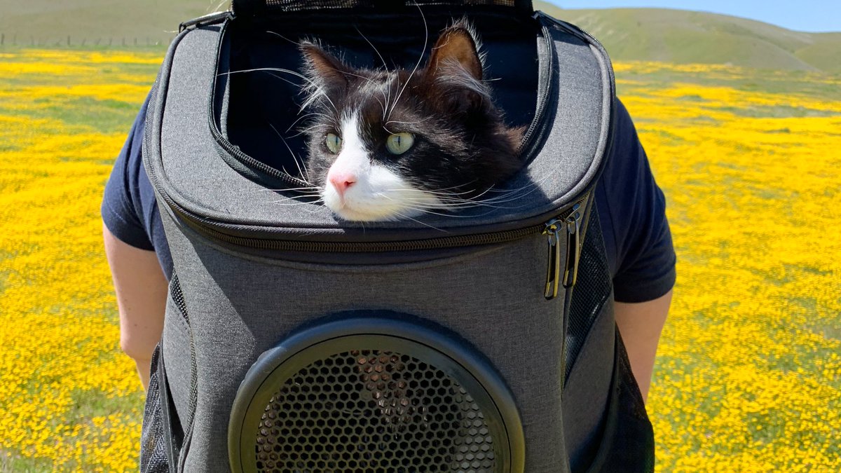 BarbRocks's tweet photo. For all the #catlovers &amp; #catexplorers out there that need cat backpacks, harness, leashes, and other cat supplies, check out @yourcatbackpack and use this link to save $15 on your first order of $75+! 🐈‍⬛🐾 https://t.co/DPxfIAHc3S https://t.co/3MROZEE0AH