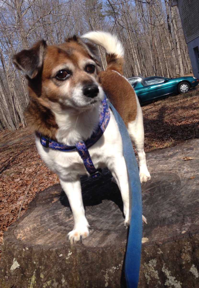 pinkypads_mbf's tweet image. This is Layla, who was adopted from the Fluvanna SPCA 08/20, 3 months after our 13 year old pittie Schaetz died. #NationalRescueDogDay   #buddymercury