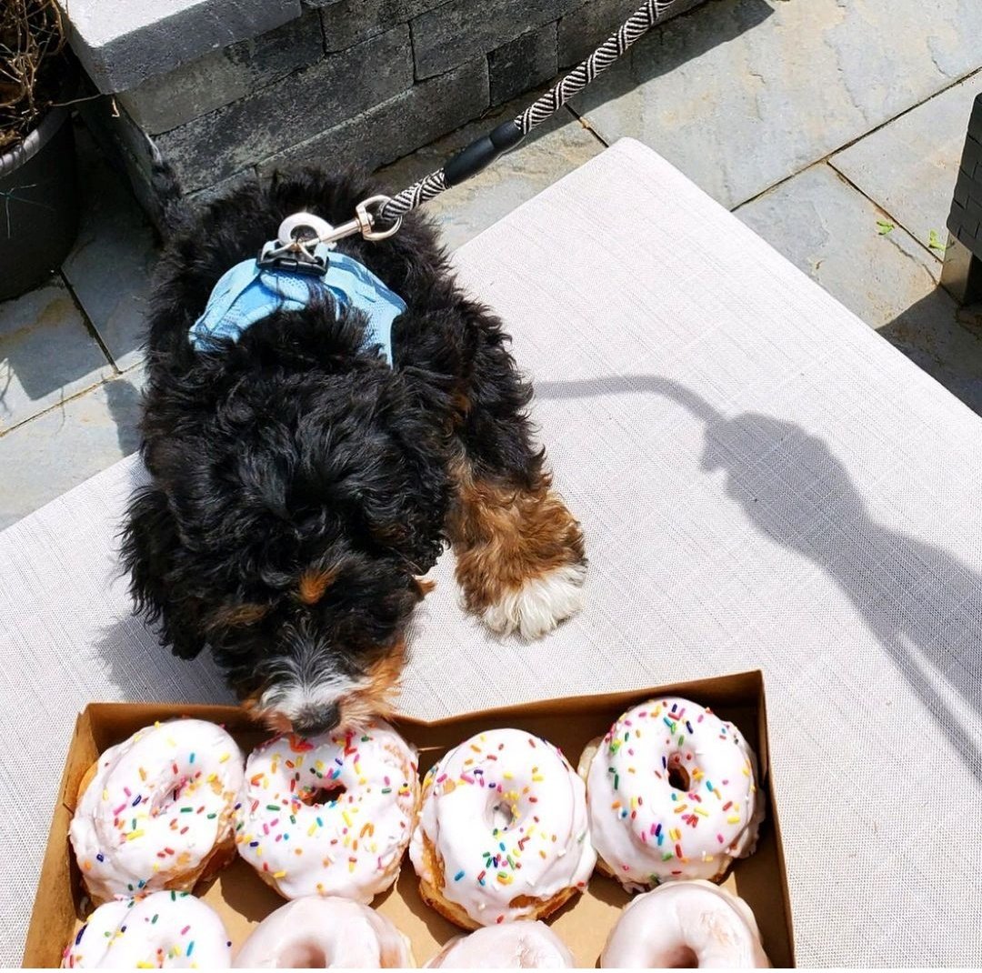 The perfect Thursday 🐶😍 <a href="/MontclairBread/">MontclairBreadCo</a> is pup approved ✔🍩

📸: @maple_of_montclmair