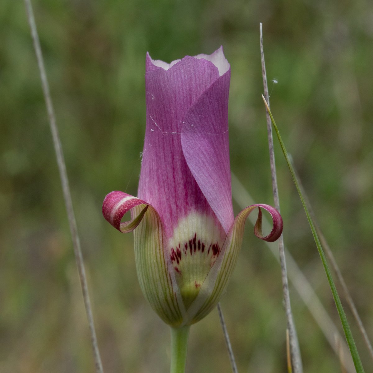 naturewithnora's tweet photo. very rare, very beautiful • Calochortus simulans (La Panza Mariposa lily) • California rare plant rank 1B.3, SLO Co. endemic • #CaliforniaFlora https://t.co/uXBK4Mcs0J