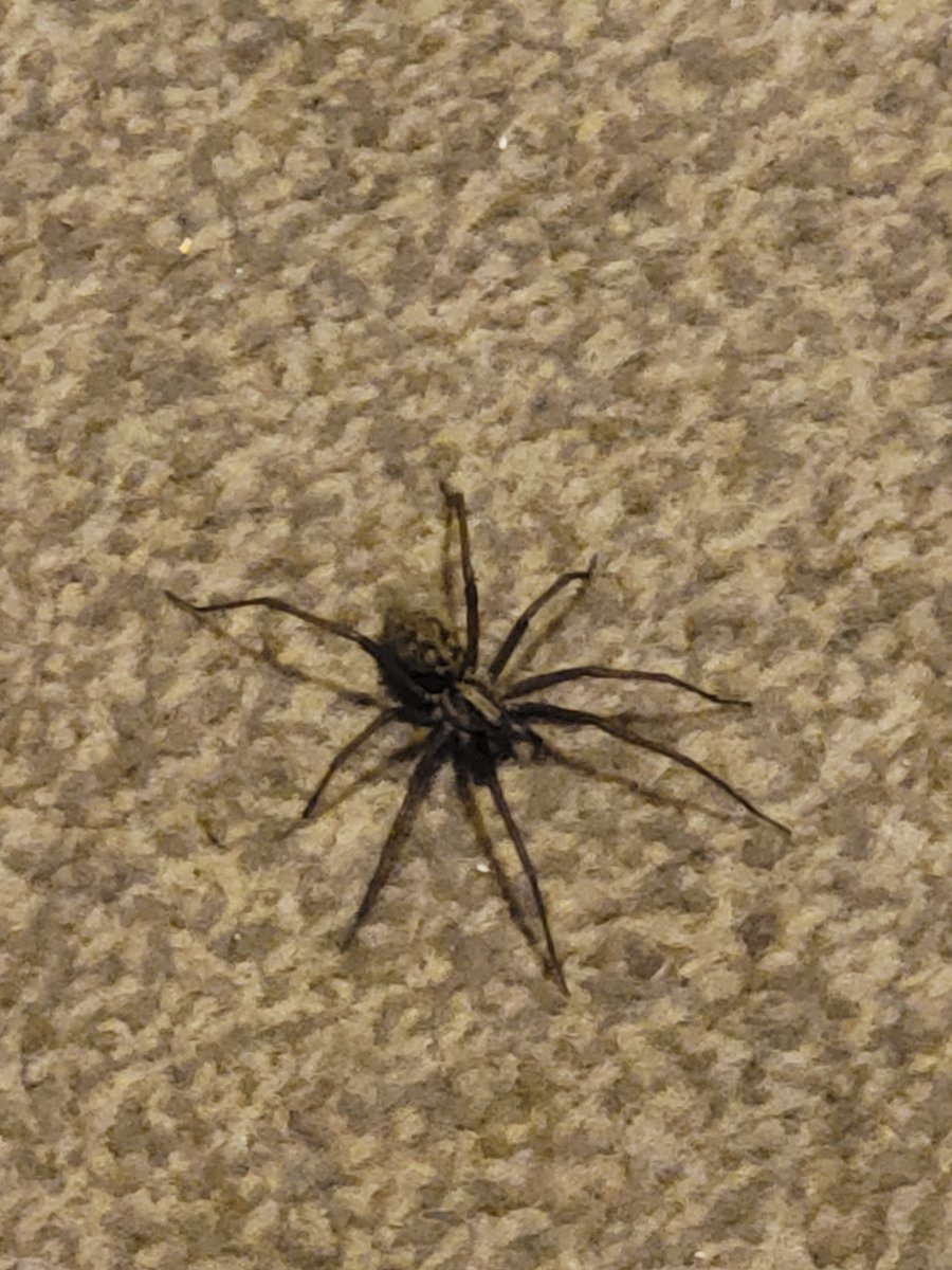 Sajenks42's tweet photo. @BritishSpiders OK what is this #Spider please #spideridentification #eek https://t.co/T1BCbj4dDv